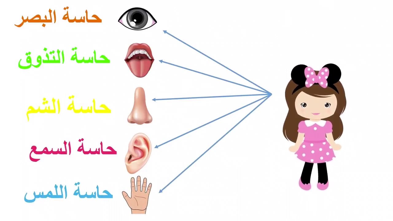 بحث عن الحواس الخمس , موضوع عن الحواس الخمسة