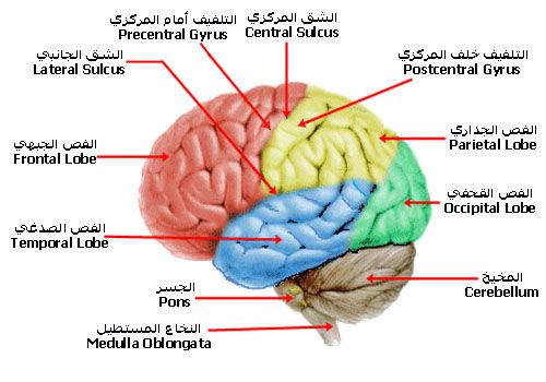 صور الجهاز العصبي - العصب السمبثاوي واضرار تلفه 11902 7