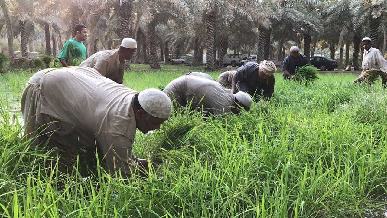 معنى كلمة فلاح , الفلاحة مهنة قديمة لاكن مهمة