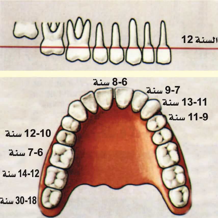 لماذا تسمى الاسنان اللبنيه بهذا الاسم , أسنان الإنسان وتسمياتها