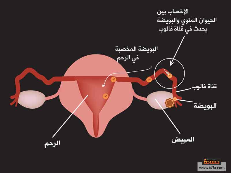 اين تحدث عملية الاخصاب , عمليات الإخصاب في جسم الأنثي