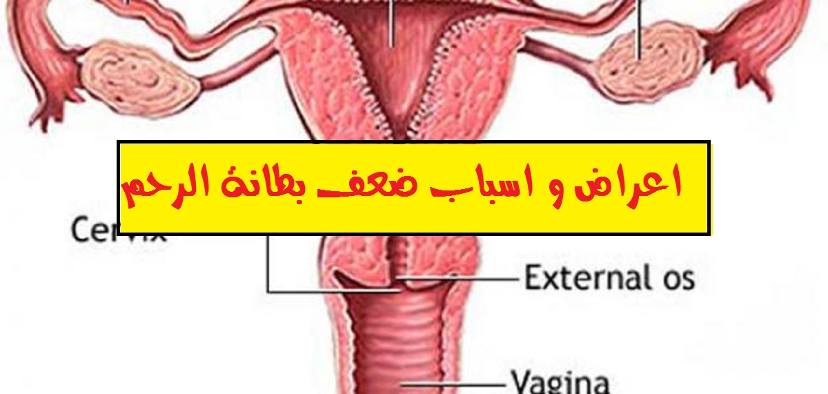 ضعف بطانة الرحم والعسل - ما هى علاقة ضعف بطانة الرحم بالعسل 982 1