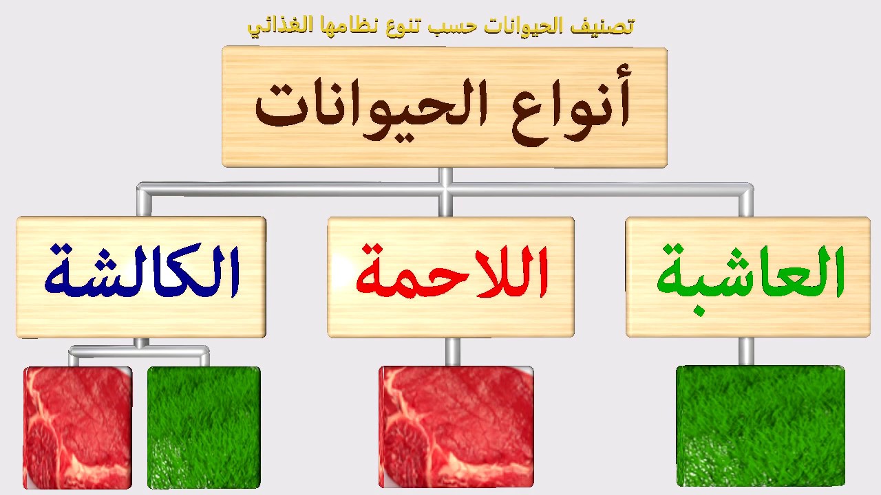 الحيوانات العاشبة واللاحمة , معلومات عن الحيوان الاليف