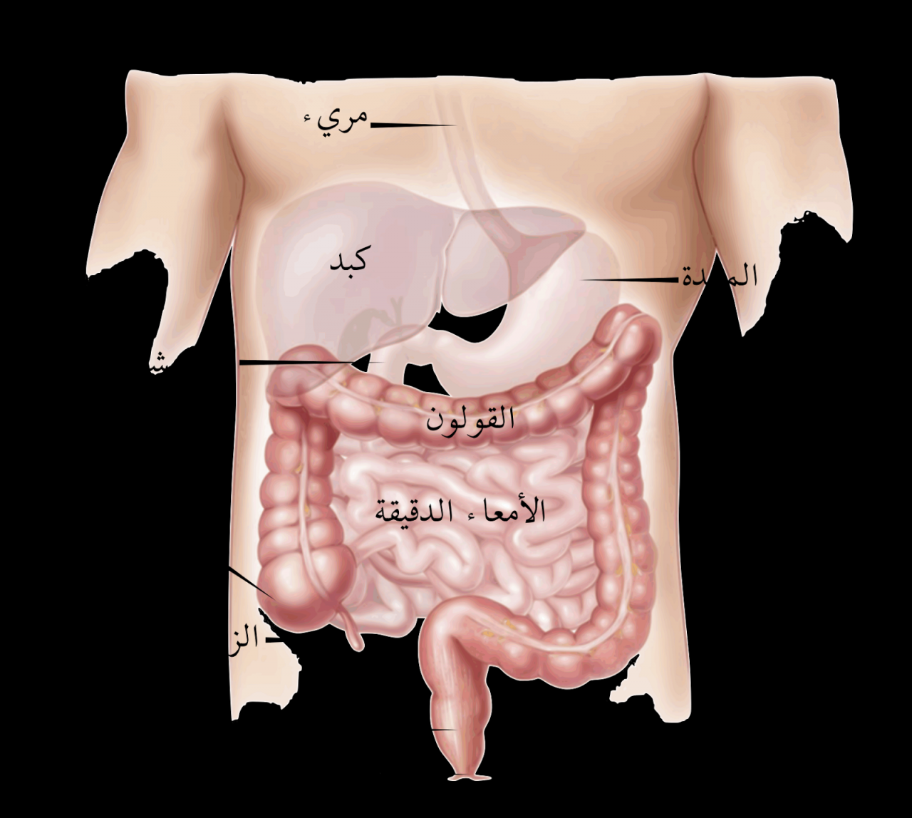 العلاقة بين القولون والقلب وتاثيره , هل يسبب القولون الم في القلب