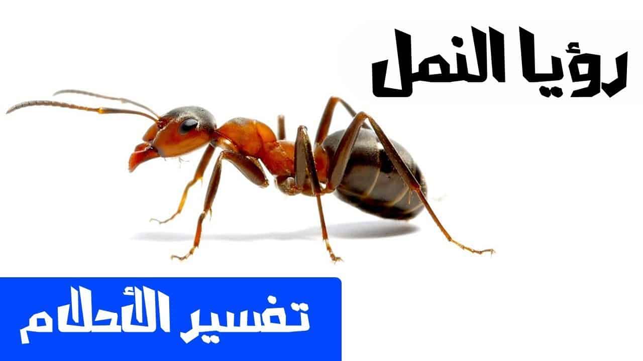 النمل في الحلم - تفسير حلم النمل في المنام 6131 1