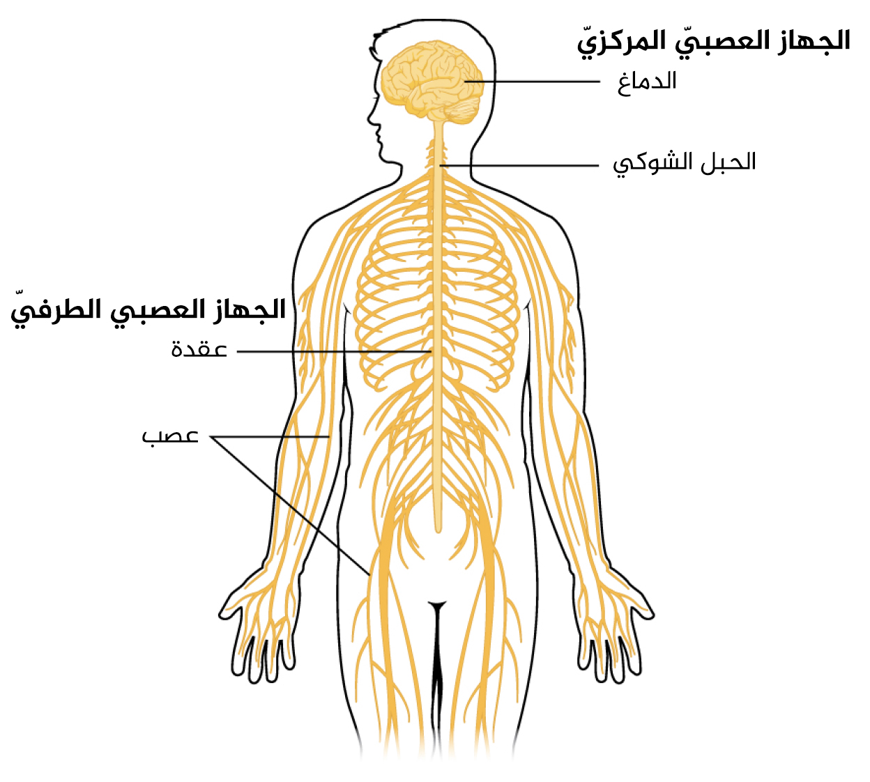 صور الجهاز العصبي - العصب السمبثاوي واضرار تلفه 11902