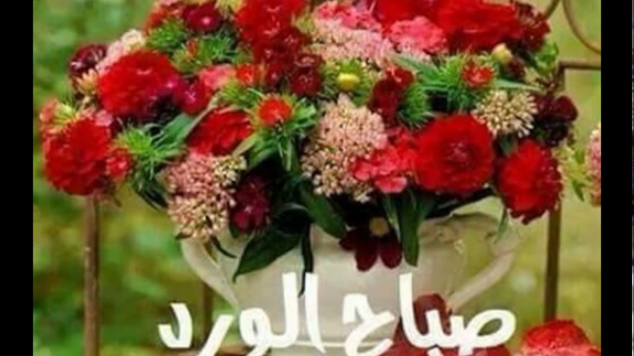 صور ورد للصباح - ورد علشان الصبح روعة 11743 3