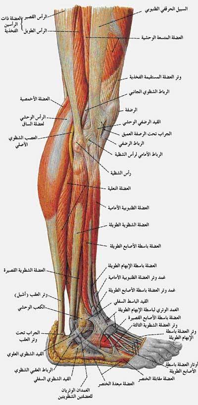 اعراض الرباط الصليبي - علامات واعراض الرباط الصليبي 623 9