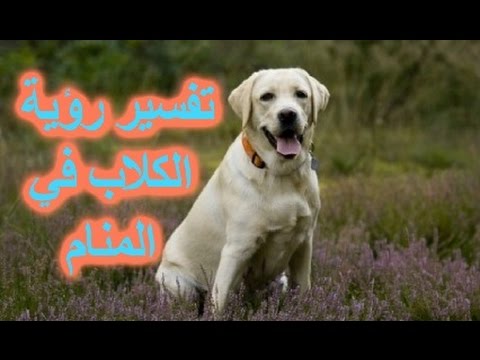 الكلب فى الحلم - معني رؤية الحيوانات في المنام 4095 2