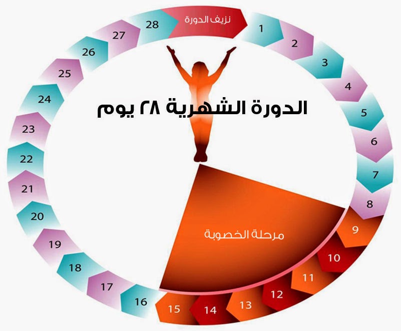 متى يحصل الحمل بعد الدورة , الحساب الدقيق احد اسباب حدوث الحمل