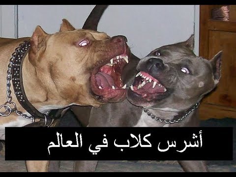 صور كلب بيتبول - اشرس الكلاب 4775