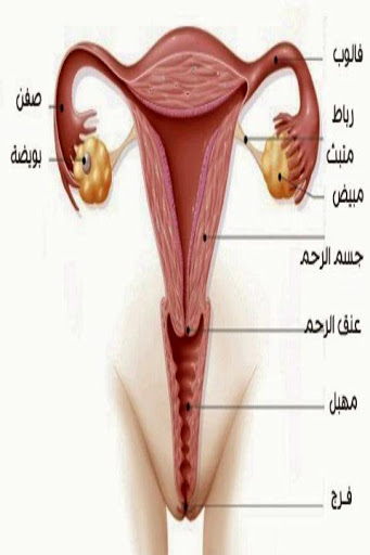 قطعة لحم في فتحة المهبل بعد الولادة - سبب وجود قطعة لحم في المهبل 140 2