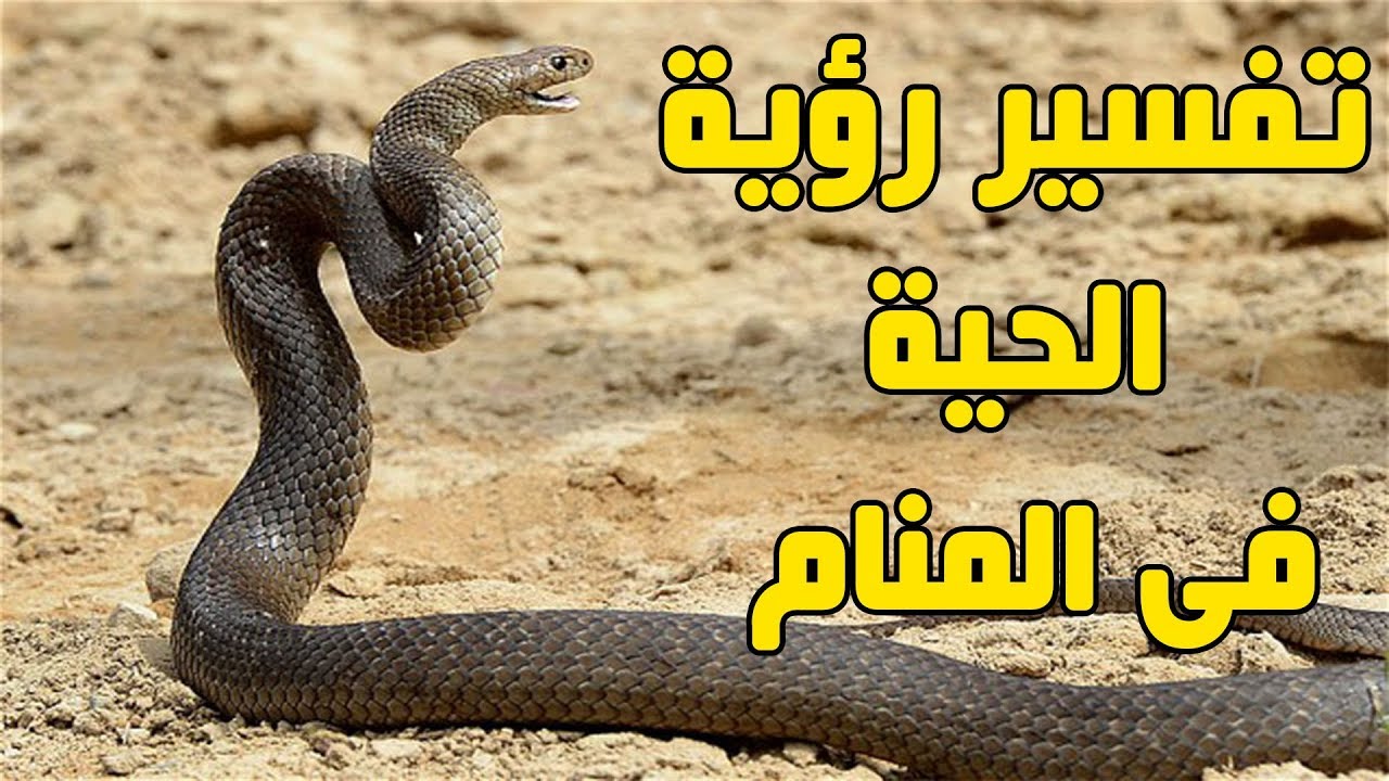 ما هي الافعى في المنام , هل الافعى بالمنام عدو؟