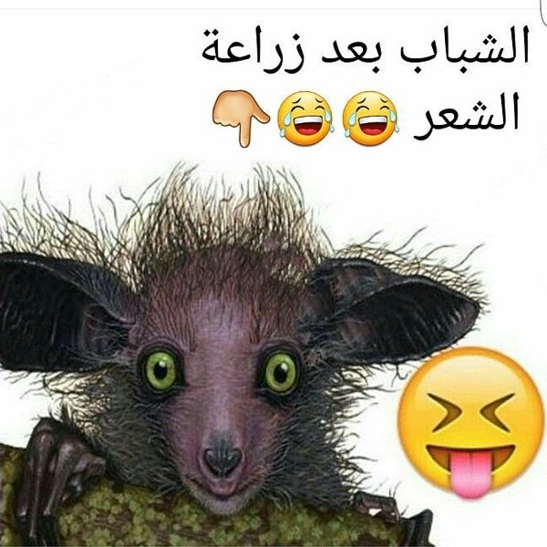 صور مضحكة كتير , اضحك من قلبك