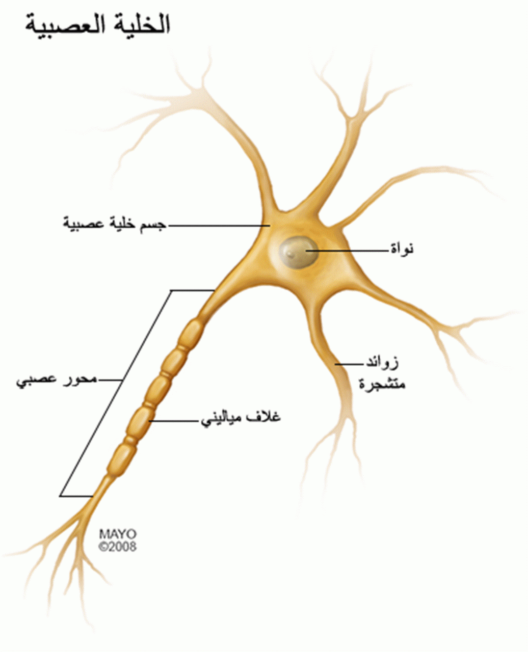 بحث عن الخلية العصبية , تعرف اكثر علي الخليه المسئوله عن الاشارات