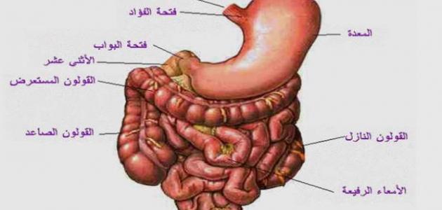 عضو باطني من 7 حروف - حل لغز عضو باطني من 7 حروف هاتذهل من الاجابه 4202