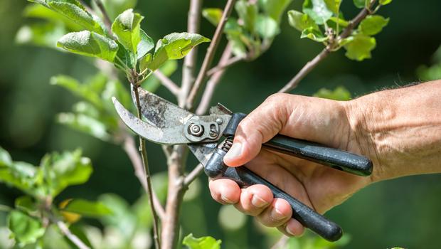 للحصول على شجرة رائعه شاهد ذلك , كيفية تقليم الاشجار