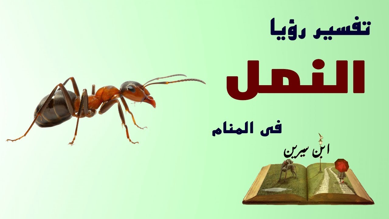 النمل في الحلم - تفسير حلم النمل في المنام 6131