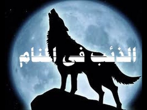 الذئب في المنام - تفسير رؤية الذئب في الحلم 1502