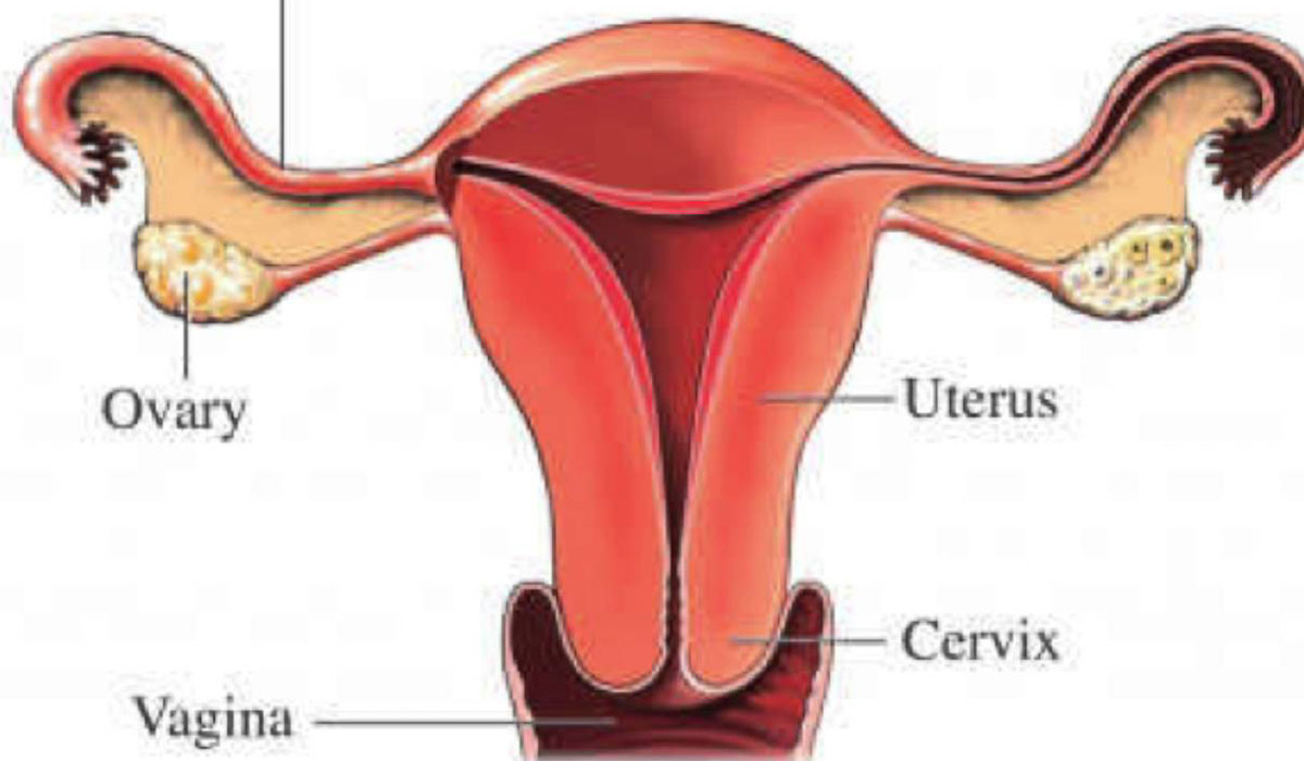 الجهاز التناسلي للمراة , معلومات عن الجهاز التناسلي عند المراة