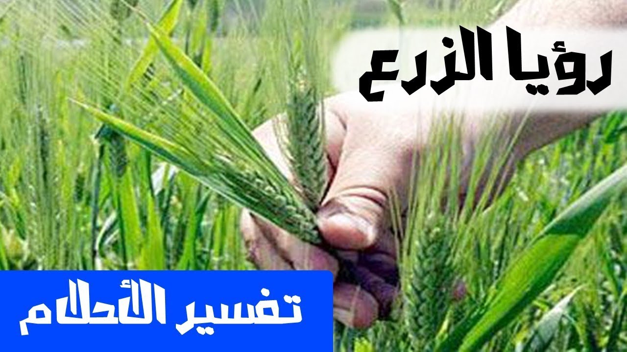 تفسير حلم الزراعة - تعرف على رائة حلم الزراعه 6082 1