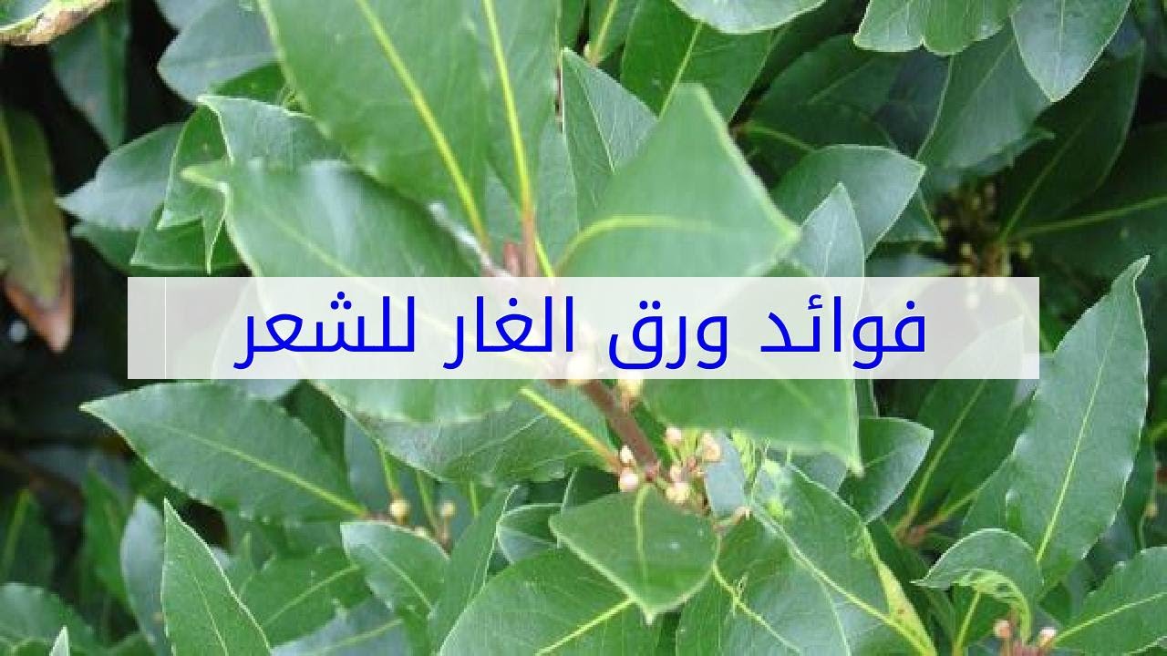 ورق الغار للشعر - فائدة ورق الغار للشعر 1371 3