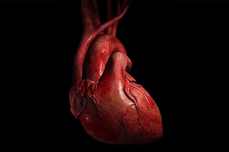 كيفية المحافظة على القلب , حافظ على قلبك بالعديد من الطرق - الحبيب للحبيب