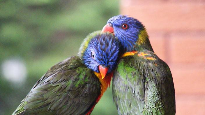 اجمل انواع الطيور , اروع صور لاجمل طيور بالعالم - الحبيب للحبيب